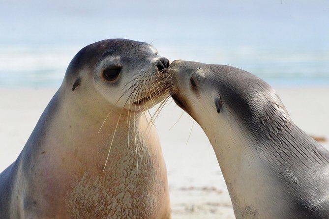 2 day Ultimate Kangaroo Island with return ferry - Day 1 on Kangaroo Island: sea lions, fire recovery, and up-close animals
