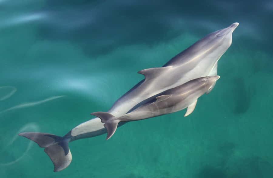 Adelaide: 4-Hour Guaranteed Wild Dolphin Watching Cruise - Key things I think you should know before you go