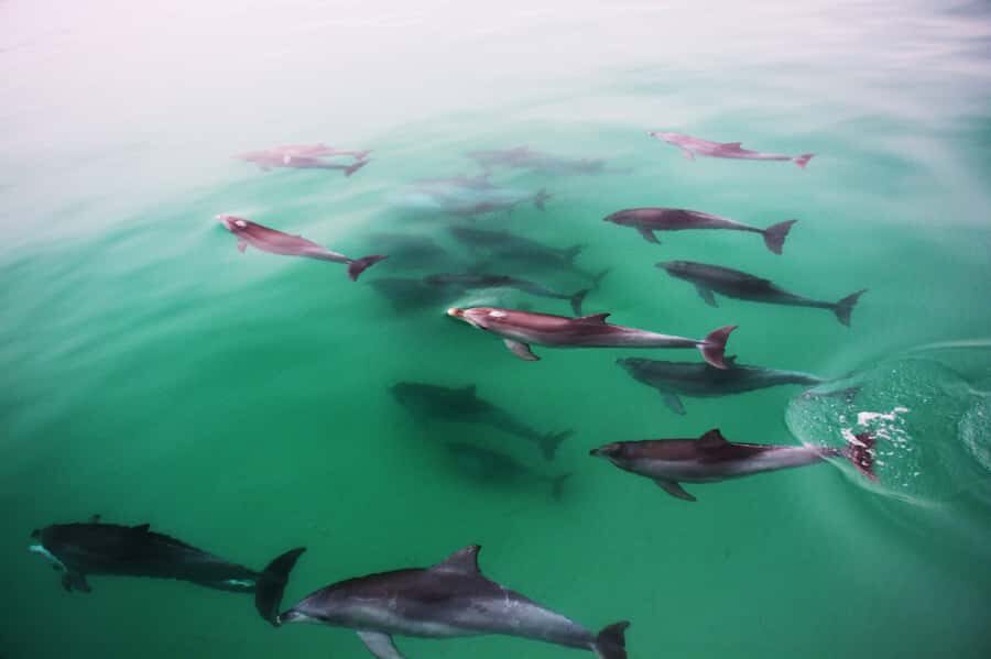 Adelaide: 4-Hour Guaranteed Wild Dolphin Watching Cruise - Getting to the Temptation at Marina Pier (Glenelg)