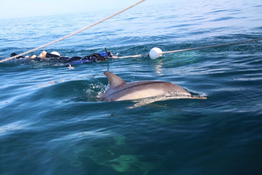 Adelaide: 4-Hour Swimming with Dolphins Experience - Boat viewing counts too: what to do if you miss the closest moments