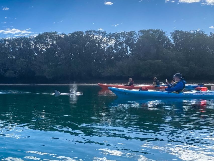 Adelaide: Dolphin Sanctuary Mangroves Kayak Tour - What to bring for a smooth mangrove kayaking outing