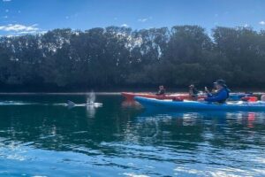 Adelaide Dolphin Sanctuary Mangroves Kayaking Tour - Price and time: is $39.45 good value?