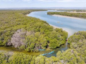 Adelaide: Dolphin Sanctuary Single or Double Kayak Rental - Renting a 1- or 2-Person Kayak: What You Control