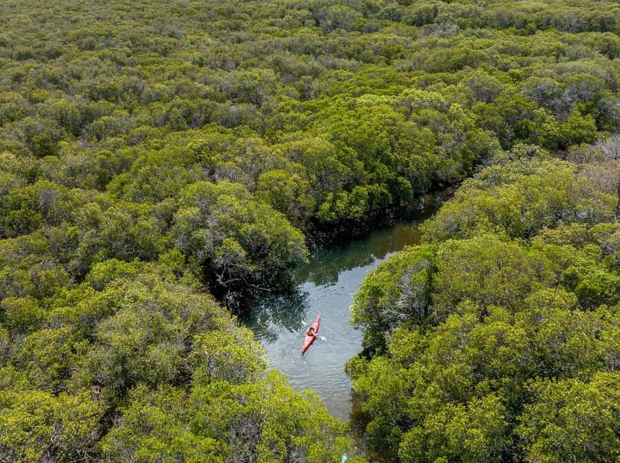 Adelaide: Dolphin Sanctuary Single or Double Kayak Rental - Timing and Value: Is $27 for 2 Hours Worth It?