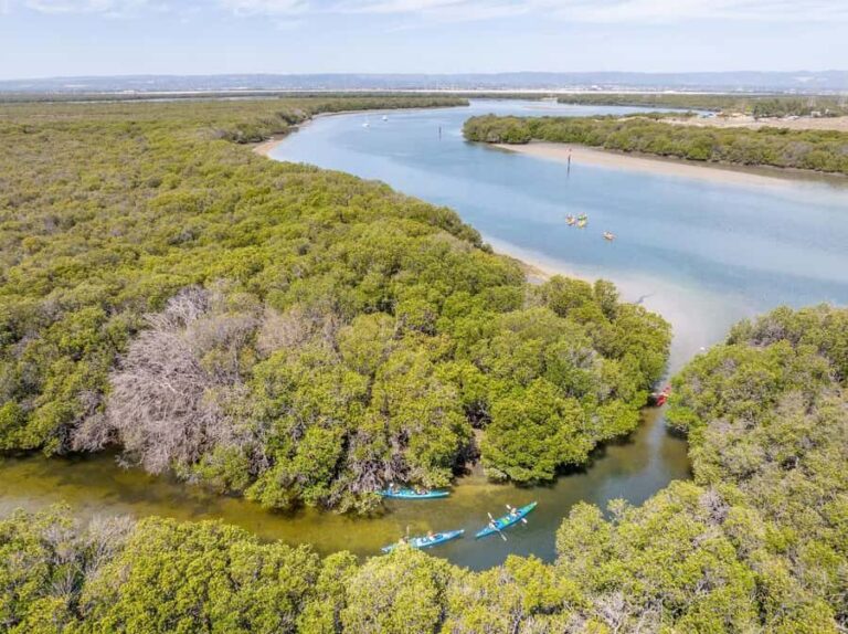 Adelaide: Dolphin Sanctuary Single or Double Kayak Rental - Renting a 1- or 2-Person Kayak: What You Control