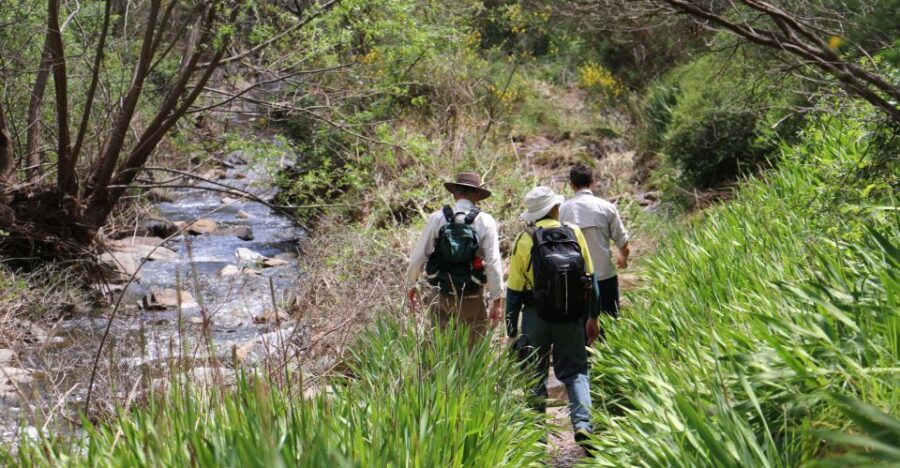 Adelaide: Morialta Wilderness and Wildlife Hike - Wildlife spotting you can actually do: koalas, birds, and tiny creatures