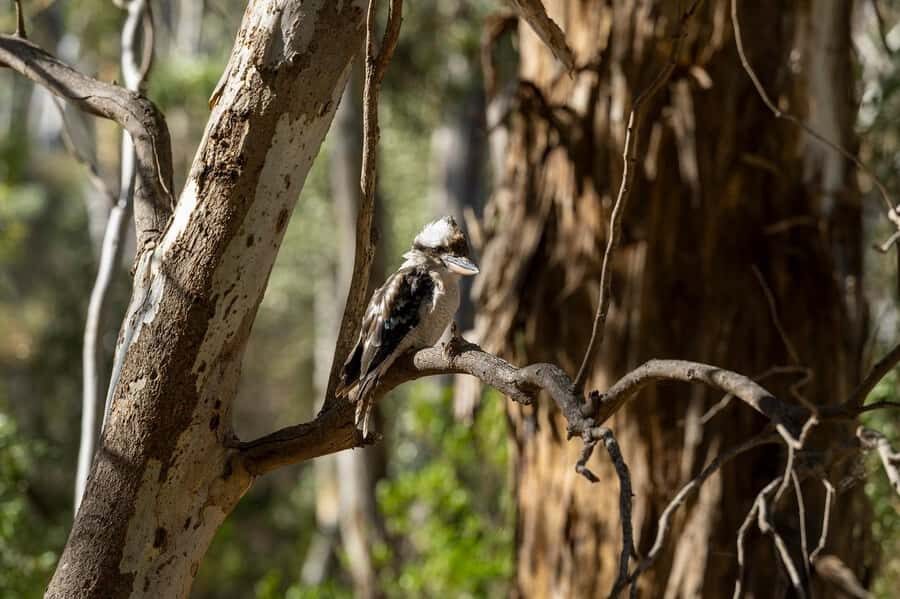 Adelaide: Morialta Wilderness and Wildlife Hike - The scenery stops being generic: gorges, cliffs, and seasonal waterfalls