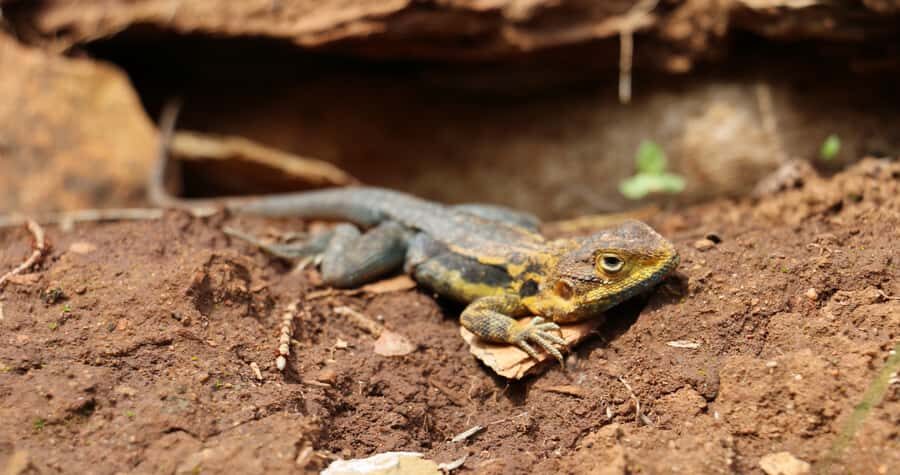 Adelaide: Morialta Wilderness and Wildlife Hike - Price and value: why $87 makes sense here