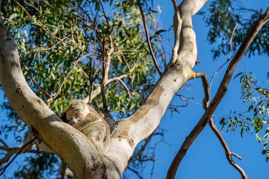 Adelaide: Morialta Wilderness and Wildlife Hike - The hike itself: moderate effort on real ground