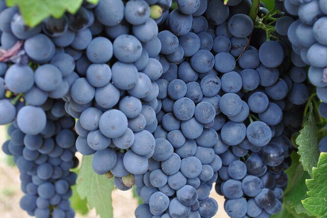 Barossa and Hahndorf Wine Tasting and Sightseeing Tour - Price and Value: What $157.79 Buys You