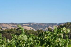 Barossa Bespoke Tours-A private, wine tour to the Barossa Valley - Getting from Adelaide CBD to the Barossa without the hassle
