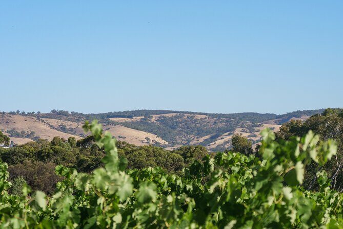 Barossa Bespoke Tours-A private, wine tour to the Barossa Valley - Getting from Adelaide CBD to the Barossa without the hassle