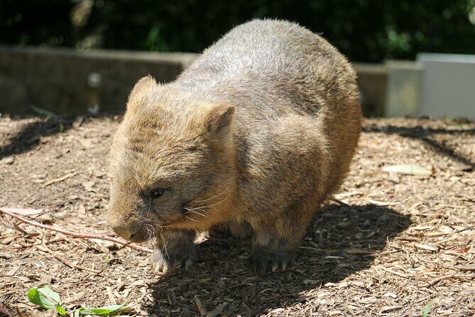 Cleland Wildlife Park Experience - from Adelaide including Mt Lofty Summit - Who This Tour Fits Best (and Who Might Want a Different Day)