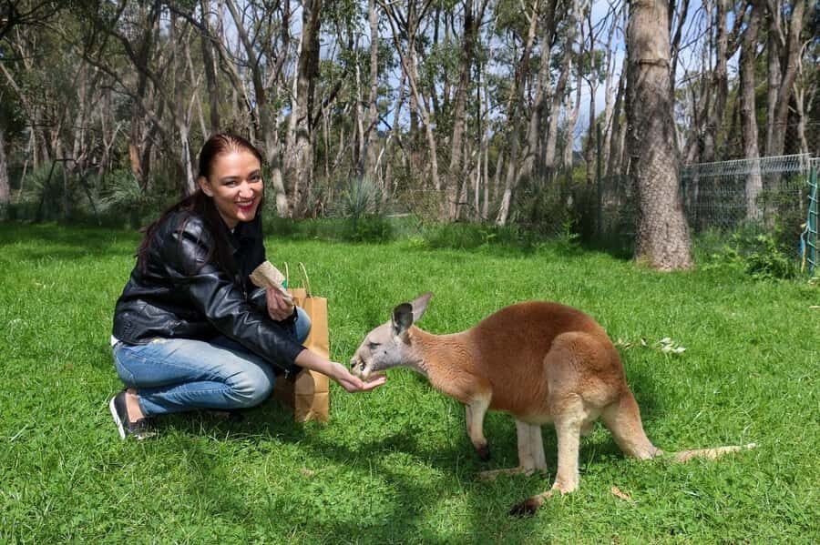 Cleland Wildlife Park Experience with Mount Lofty Summit - Key highlights you’ll feel on the day