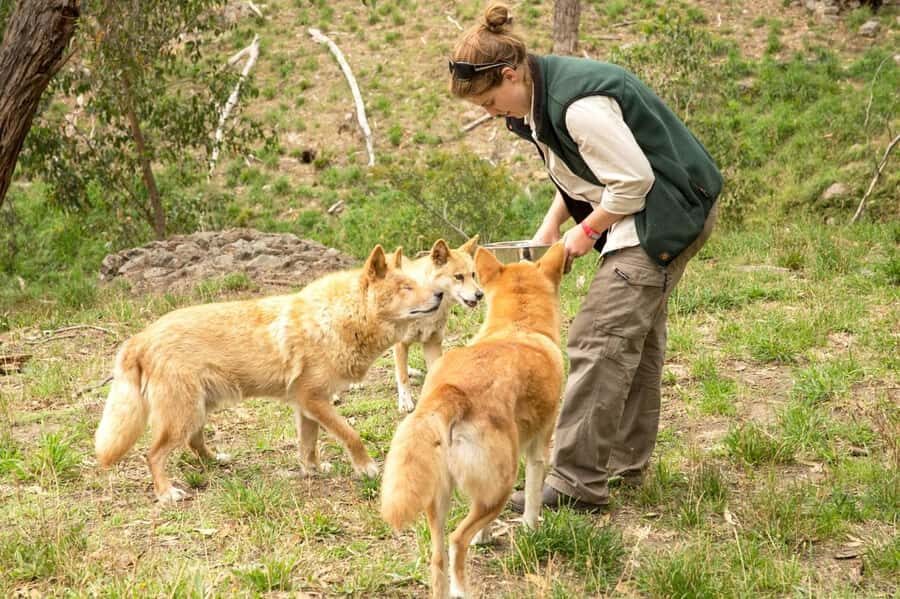 Cleland Wildlife Park Experience with Mount Lofty Summit - Price and value check for $87: what you’re really paying for