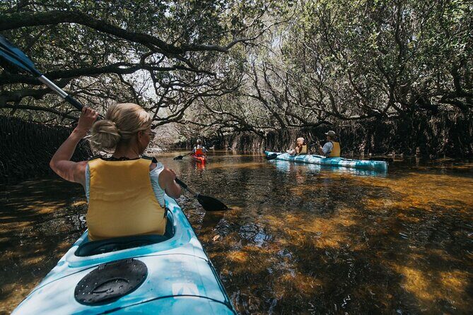 Dolphin Sanctuary Kayak Tour Adelaide - Mangrove forests and wildlife spotting: the real reason people love this tour