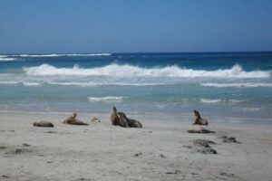 Kangaroo Island in a Day Tour from Adelaide - Seal Bay Conservation Park: sea lions up close on the sand