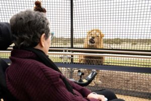 Lions 360 Experience and a Day at Monarto Safari Park - Your hour inside Lions 360: what the experience is actually like