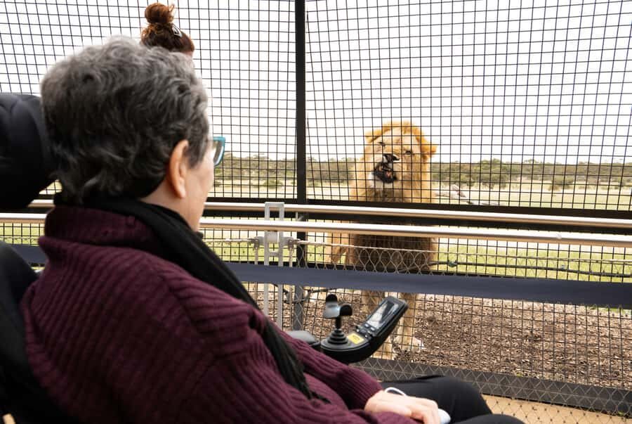 Lions 360 Experience and a Day at Monarto Safari Park - Your hour inside Lions 360: what the experience is actually like