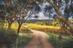 McLaren Vale Winery Small Group Tour with Wine Tasting and Lunch - The road part: Glenelg, Moana, and Gulf St Vincent views