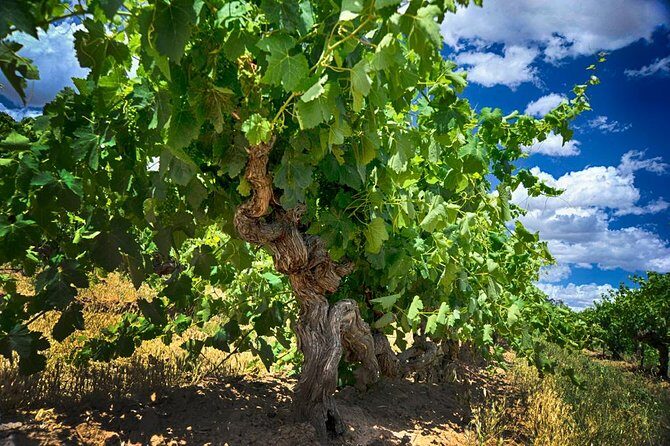 Murray River Day Trip from Adelaide Including Lunch Cruise aboard the Proud Mary - Should you book the Murray River Day Trip from Adelaide with the Proud Mary?