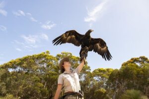 One Day Kangaroo Island Sip & See tour with return ferry transfers from Adelaide - Raptor Domain Birds of Prey: the show you remember