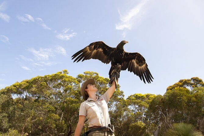 One Day Kangaroo Island Sip & See tour with return ferry transfers from Adelaide - Raptor Domain Birds of Prey: the show you remember