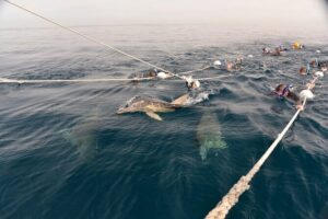 Wild Dolphin Swim Cruise - Front Swim and Back Swim: two perspectives on the same dolphins